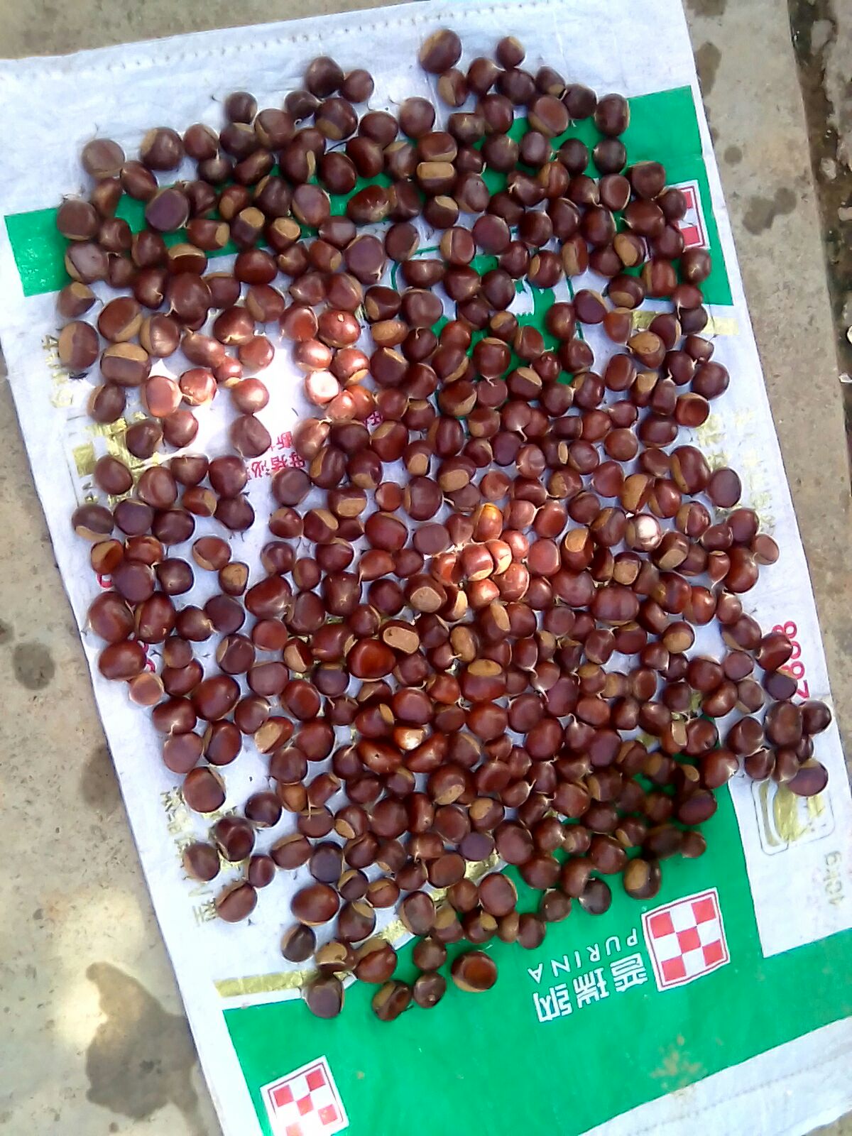 云南板栗 特级 中粒
