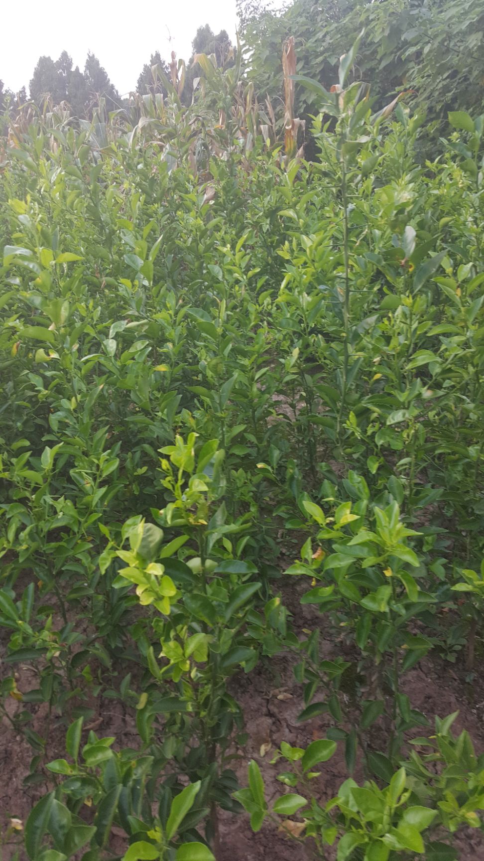 红桔苗 移栽苗 1~1.5米