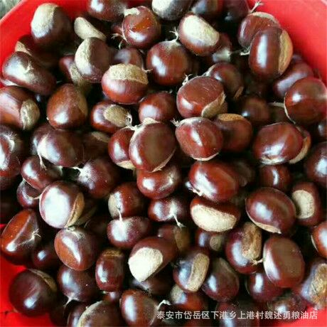 云南板栗 特级 中粒