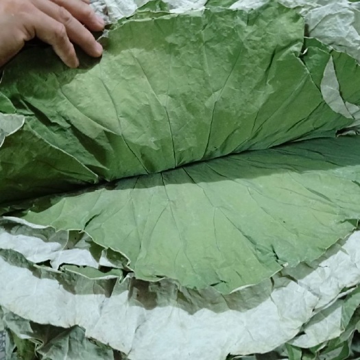 江西新鲜干荷叶选货
