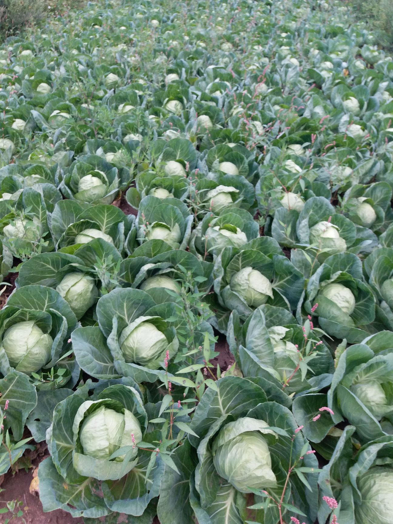 黄心大白菜 旱地菜水分少，耐运输。