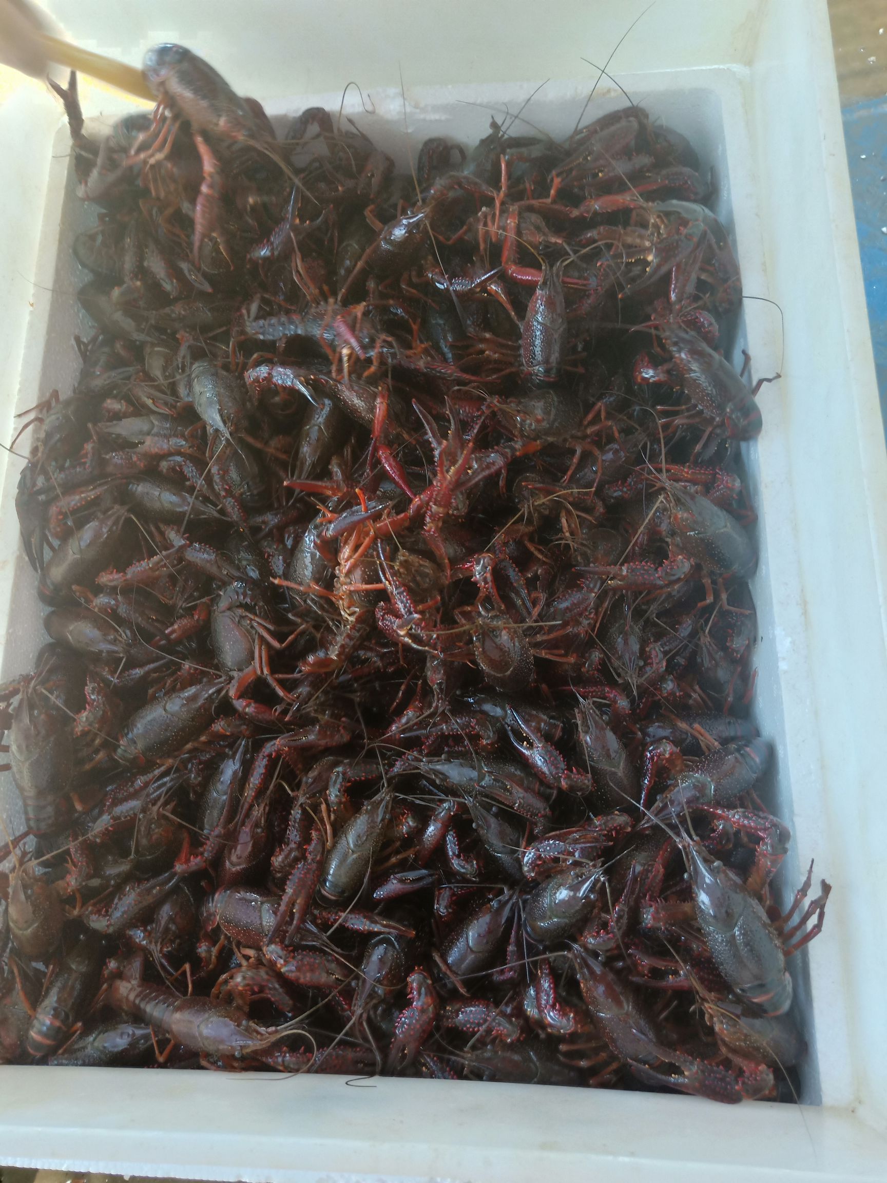 仙桃小龙虾  4-6钱 人工养殖 红虾
