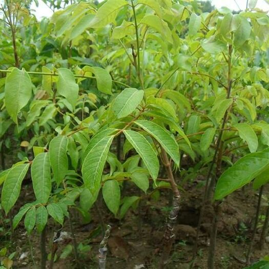 灵山县青橄榄 