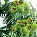 云南板栗 特级 中粒