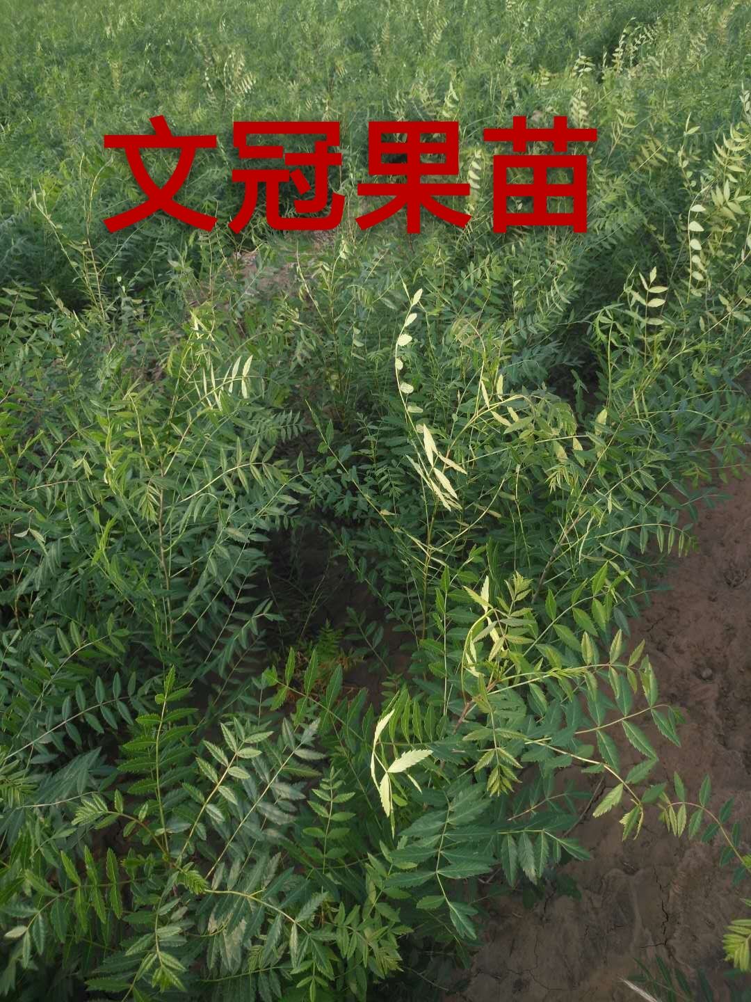 文冠果树苗 文冠果苗