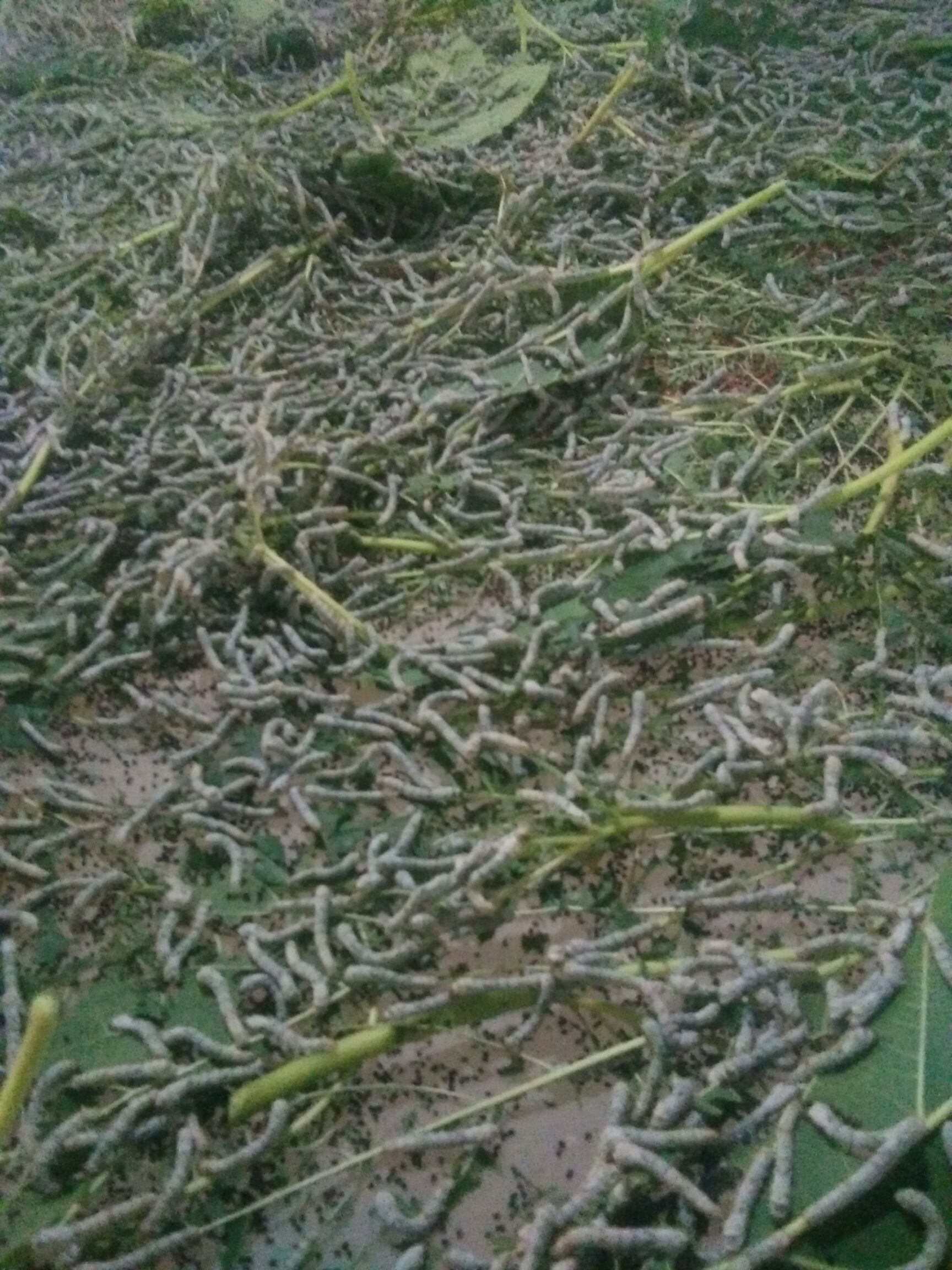 桑树苗 嫁接苗 裸根苗