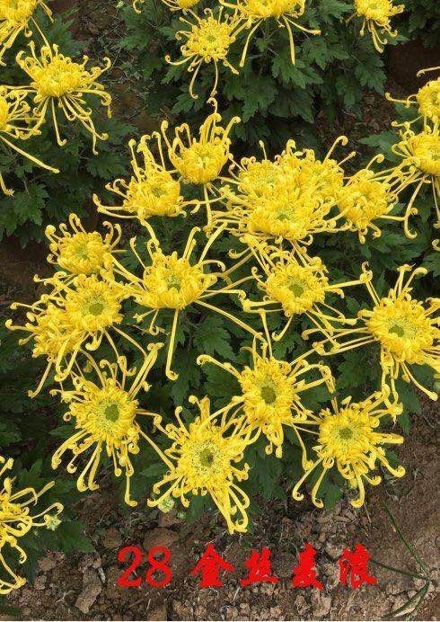 开封大立菊