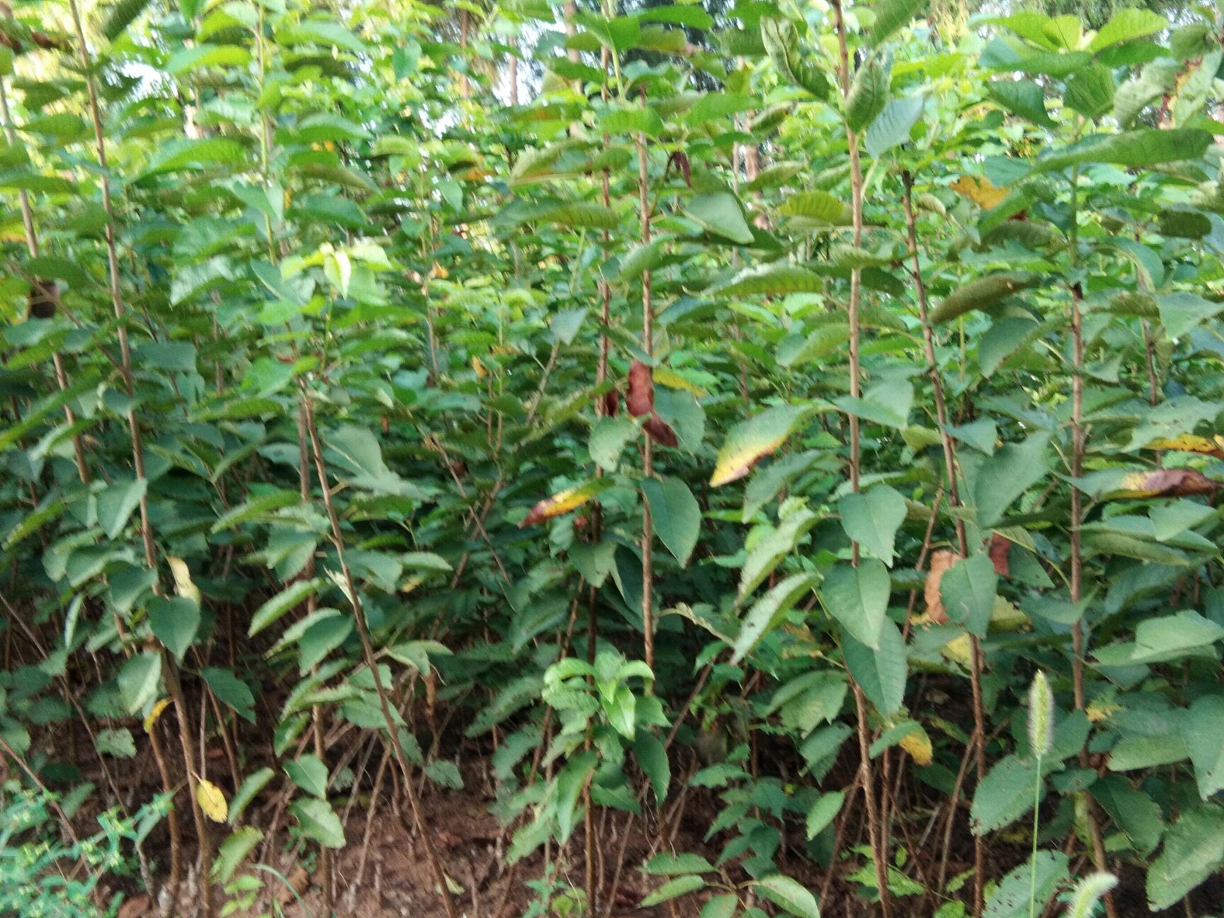 樱桃苗  四川广元产地直售：红灯笼，玛瑙红，乌克兰，及实生苗
