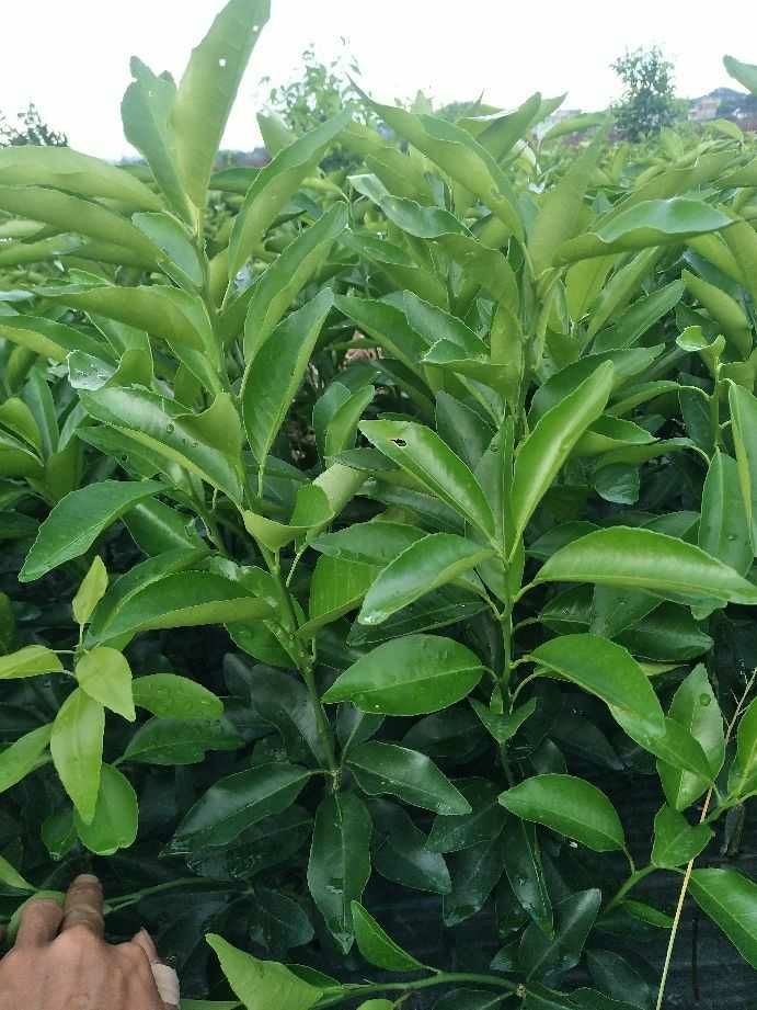 沃柑苗 0.35~0.5米