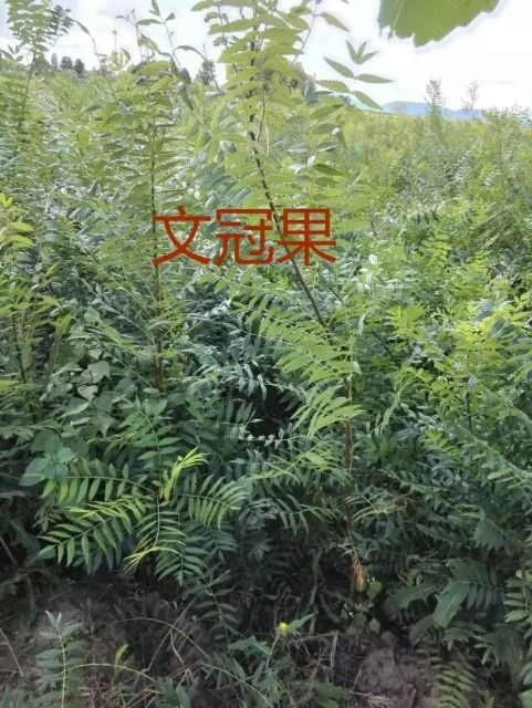 文冠果树苗 文冠果苗