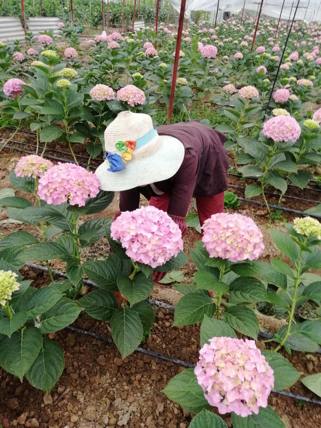 法国绣球  蓝色海洋 八仙花 绣球无尽夏盆栽鲜花木绣球
