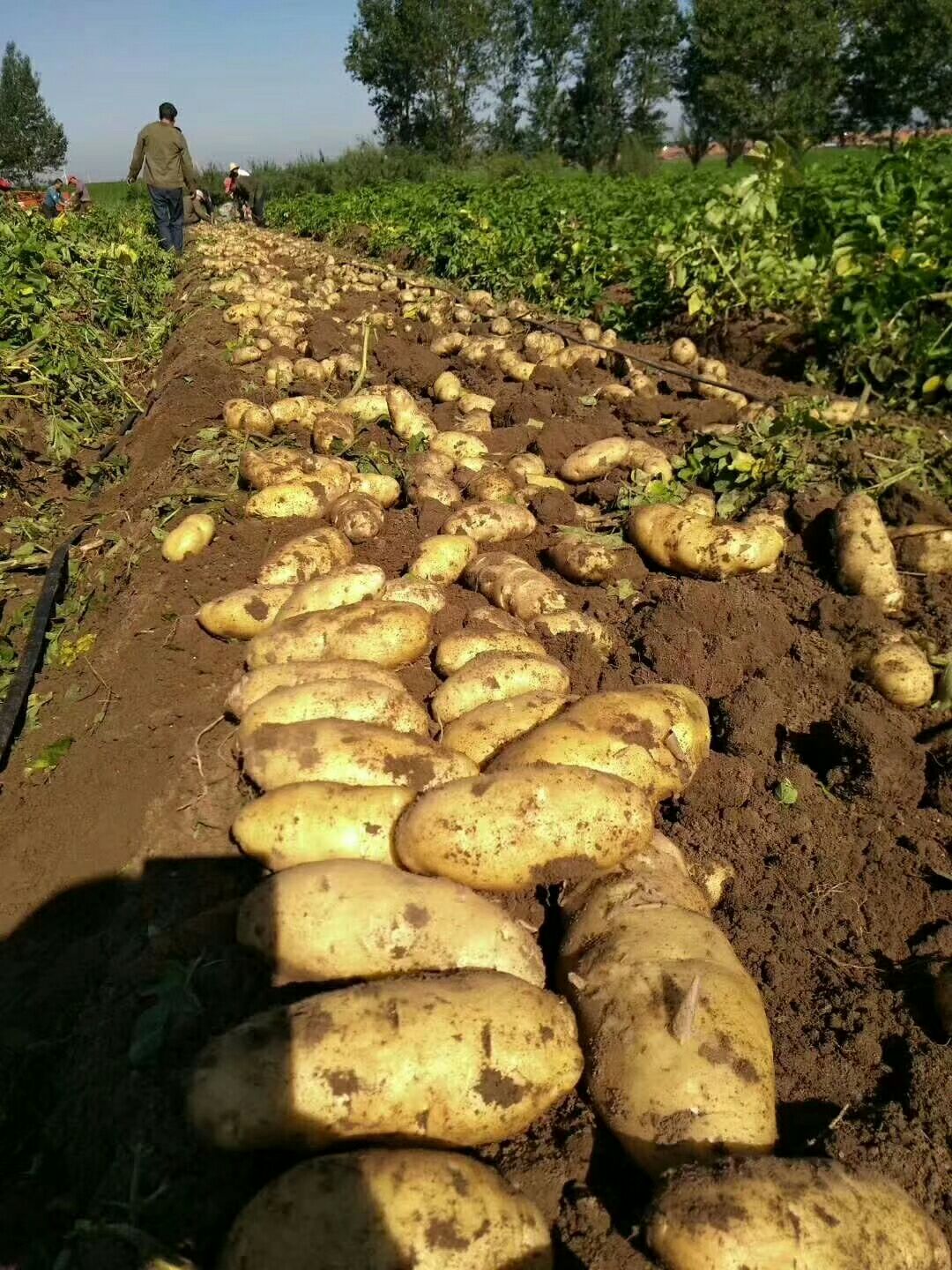 荷兰15号土豆 3两以上