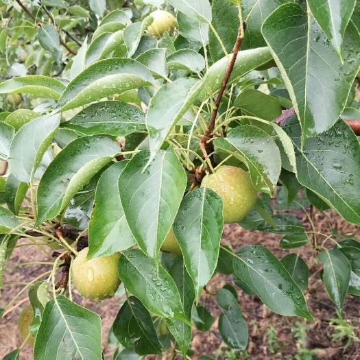 铁岭南果梨 60-100g 75mm以上