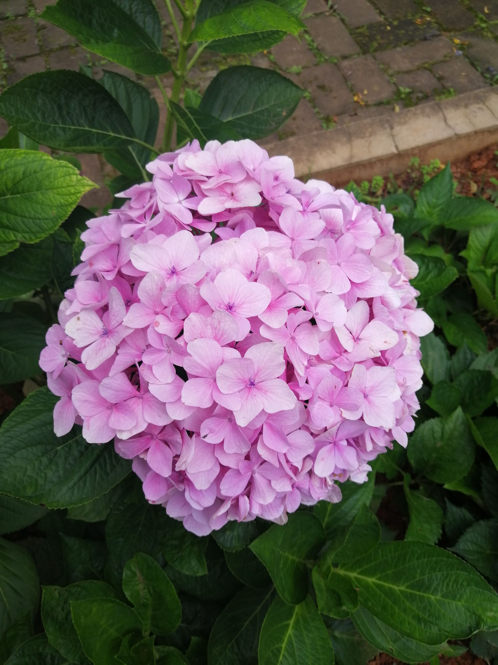 法国绣球  蓝色海洋 八仙花 绣球无尽夏盆栽鲜花木绣球