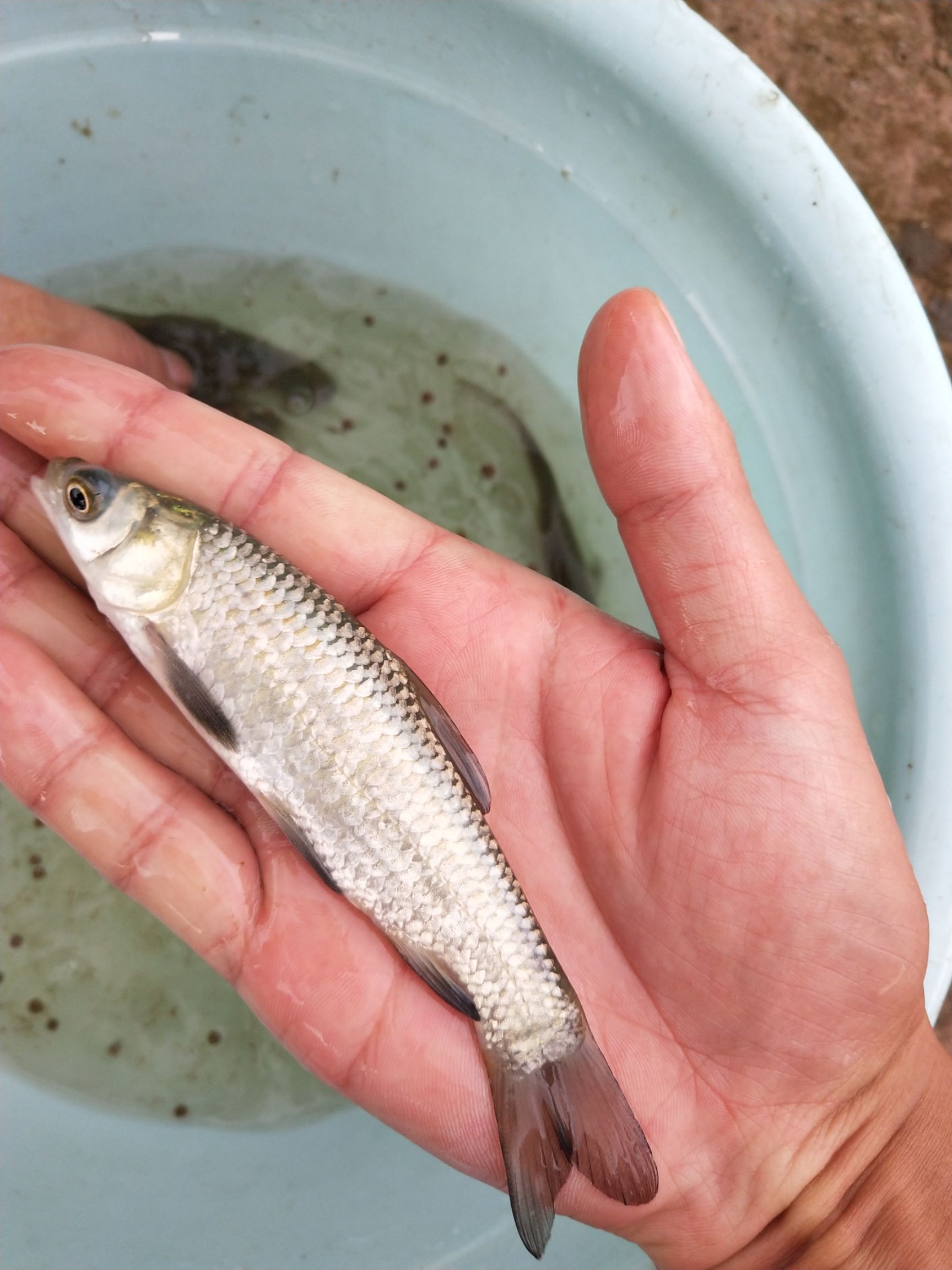 倒刺鲃  青波鱼苗，大小规格齐全，