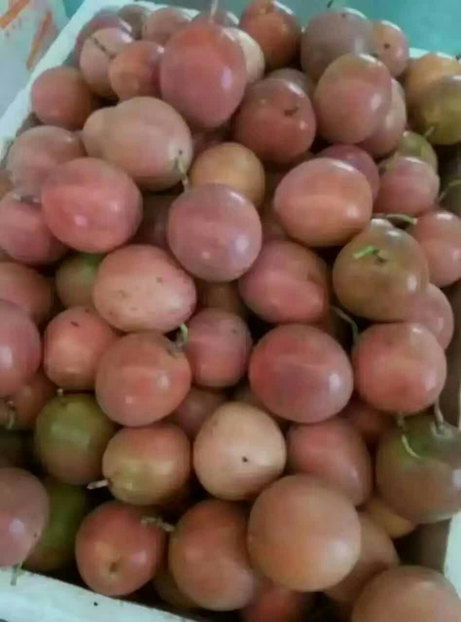 紫香一号百香果 特级大果