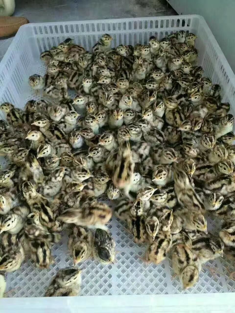 七彩山鸡苗鸡苗出壳苗