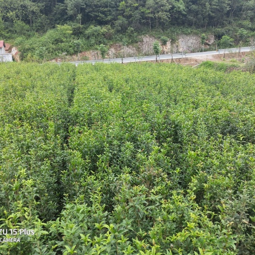 南漳县桂花树苗  2022，金桂