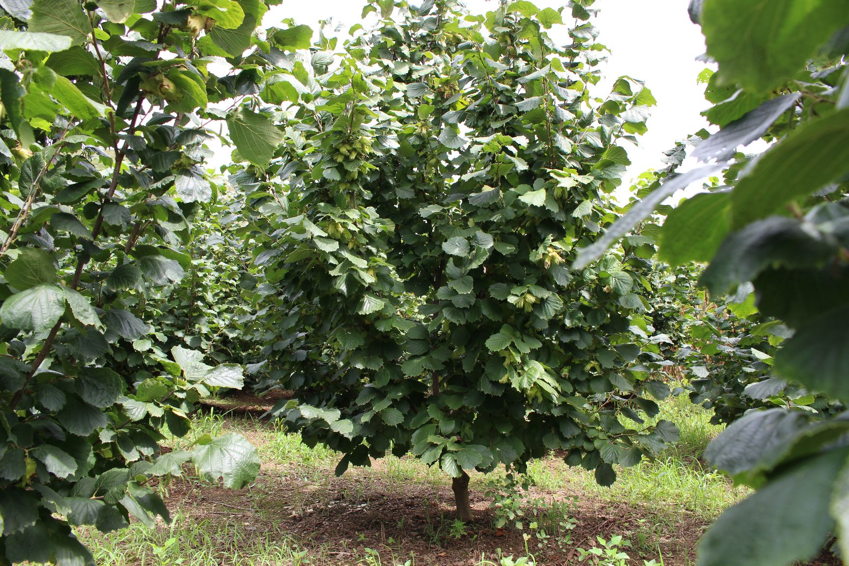 榛子 1个月 散装 