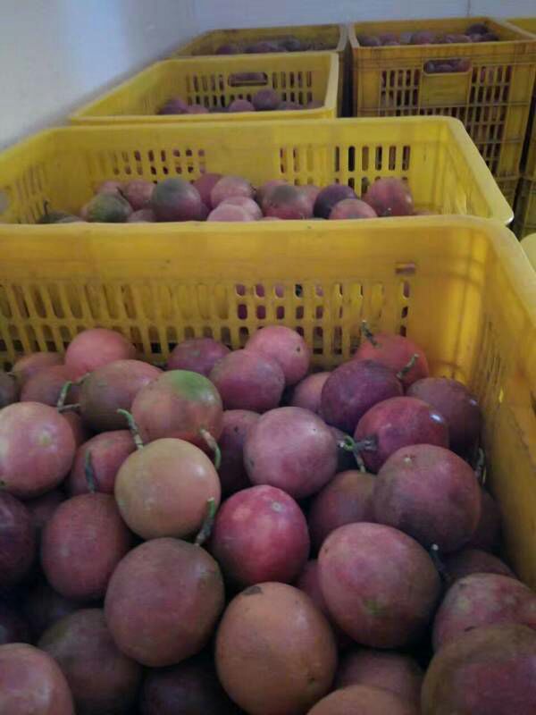 紫香一号百香果 特级大果