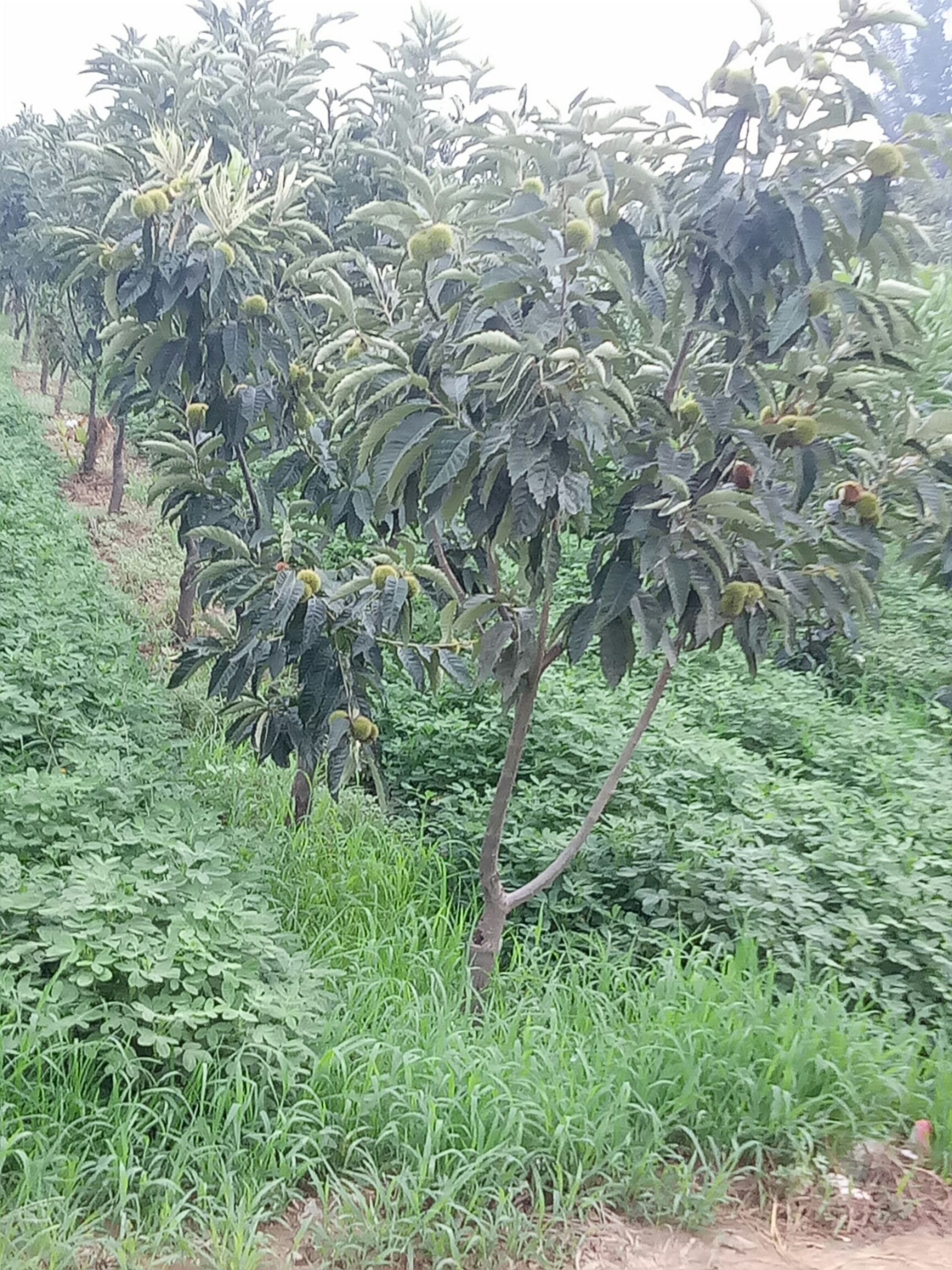 遵化板栗 一级 中粒 