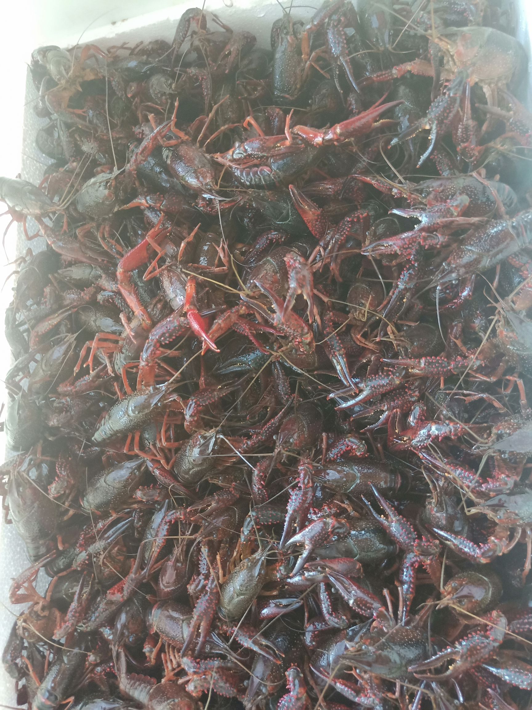 仙桃小龙虾  4-6钱 人工养殖 红虾