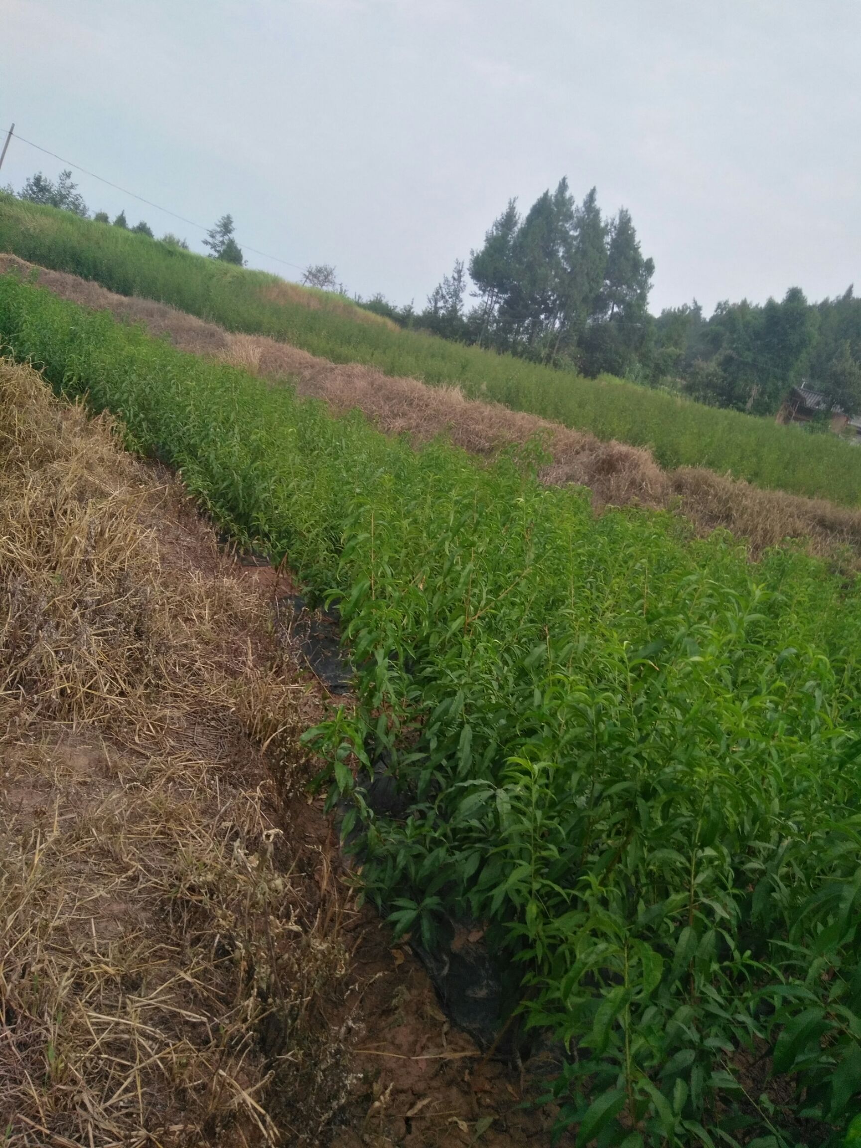  基地直发 嫁接桃树苗 品种齐全保证成活率 南北方适种
