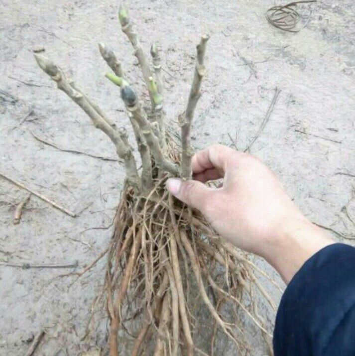 多花芍药 2cm以下 0.5米以下 