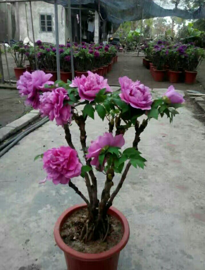 多花芍药 2cm以下 0.5米以下 