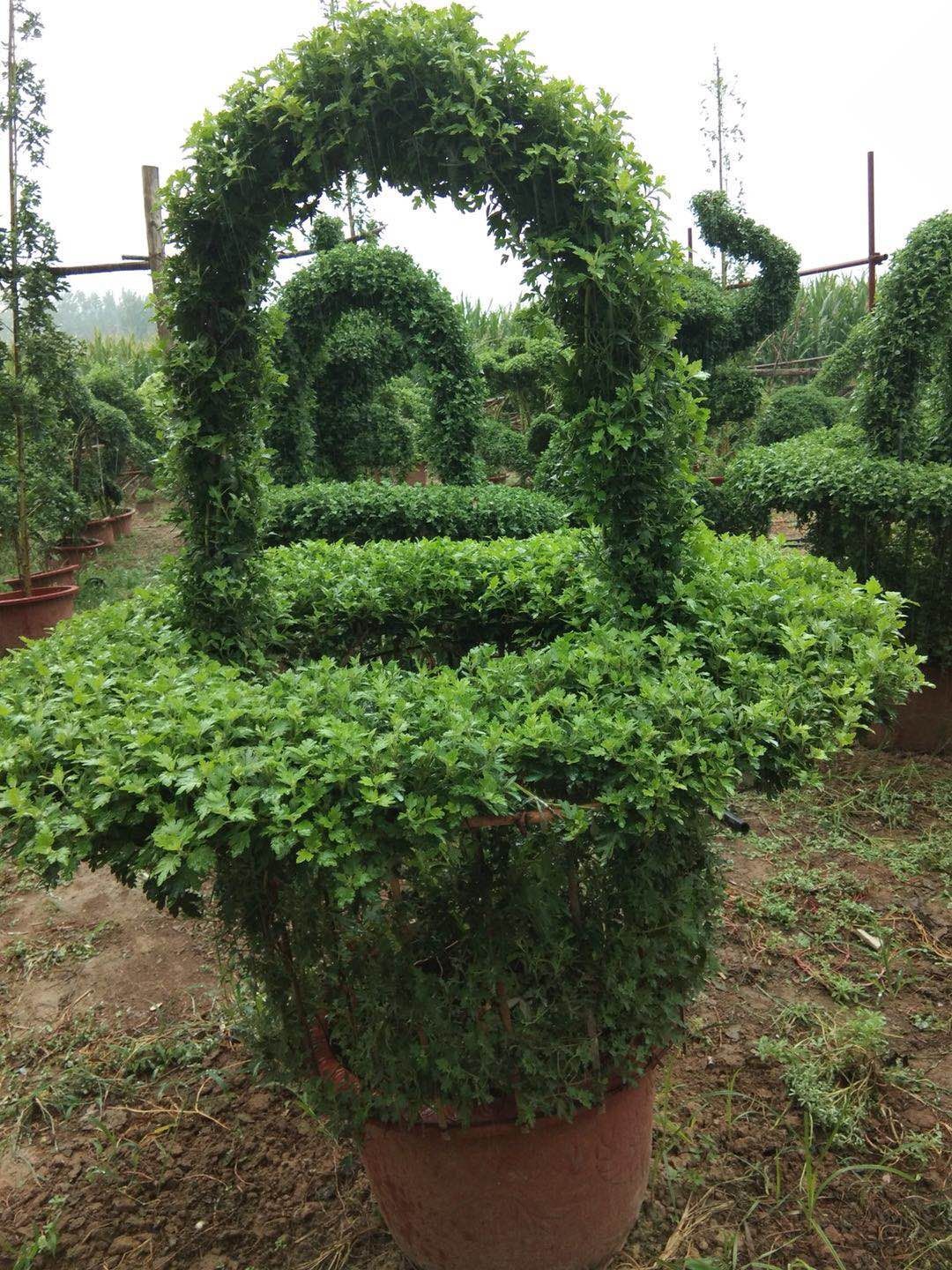 大立菊
