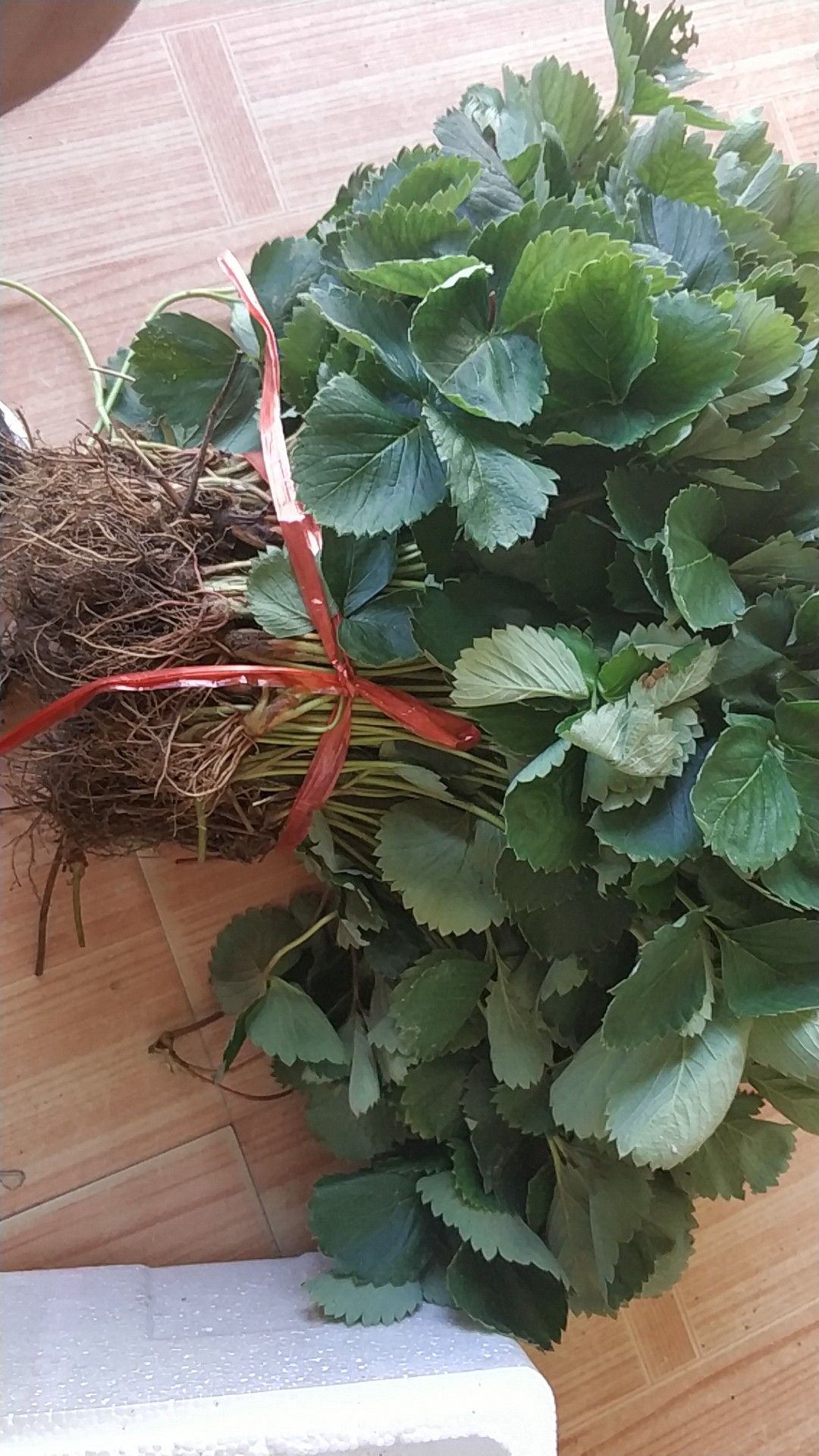 妙香草莓苗 地栽苗 20~30公分 