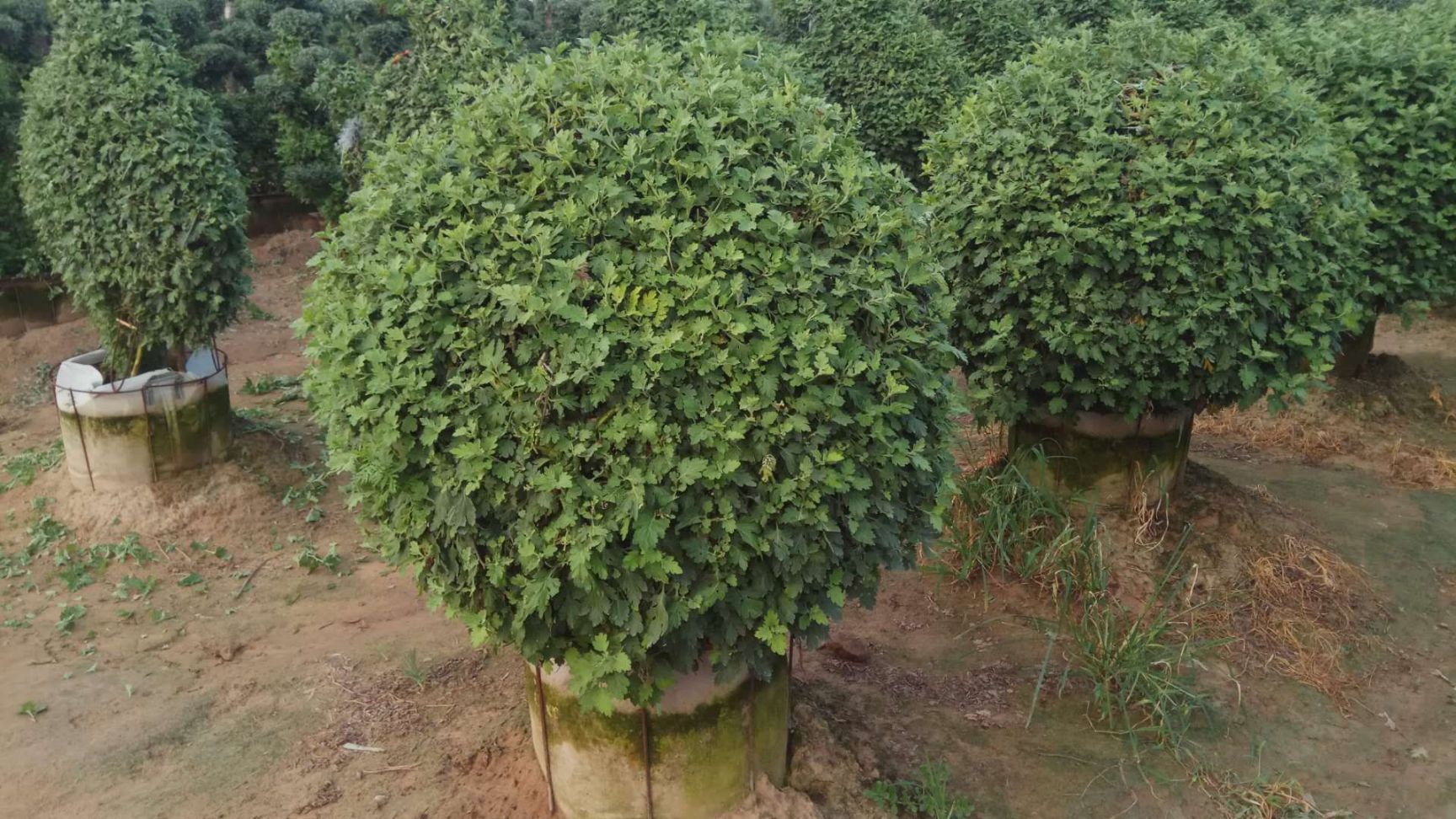 大立菊