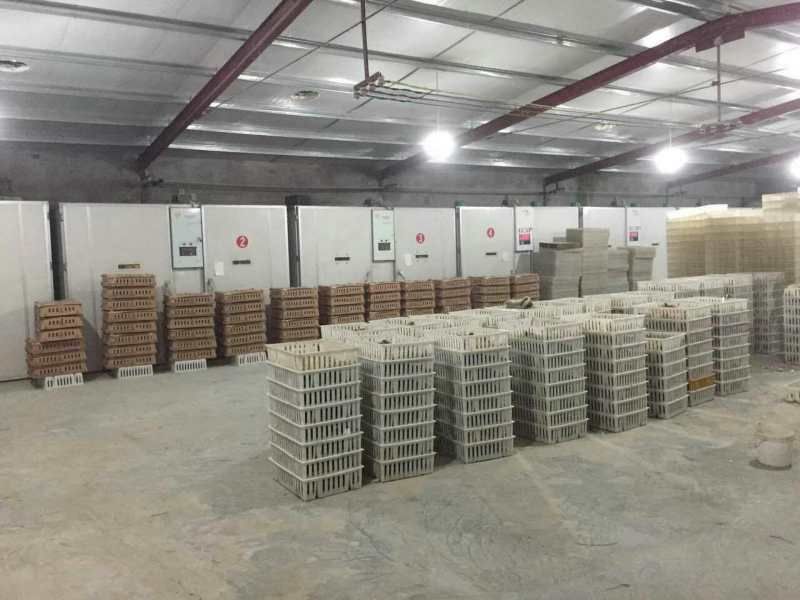 厂家直销正宗珍珠鸡苗贵妃鸡苗七彩鸡苗包做疫苗