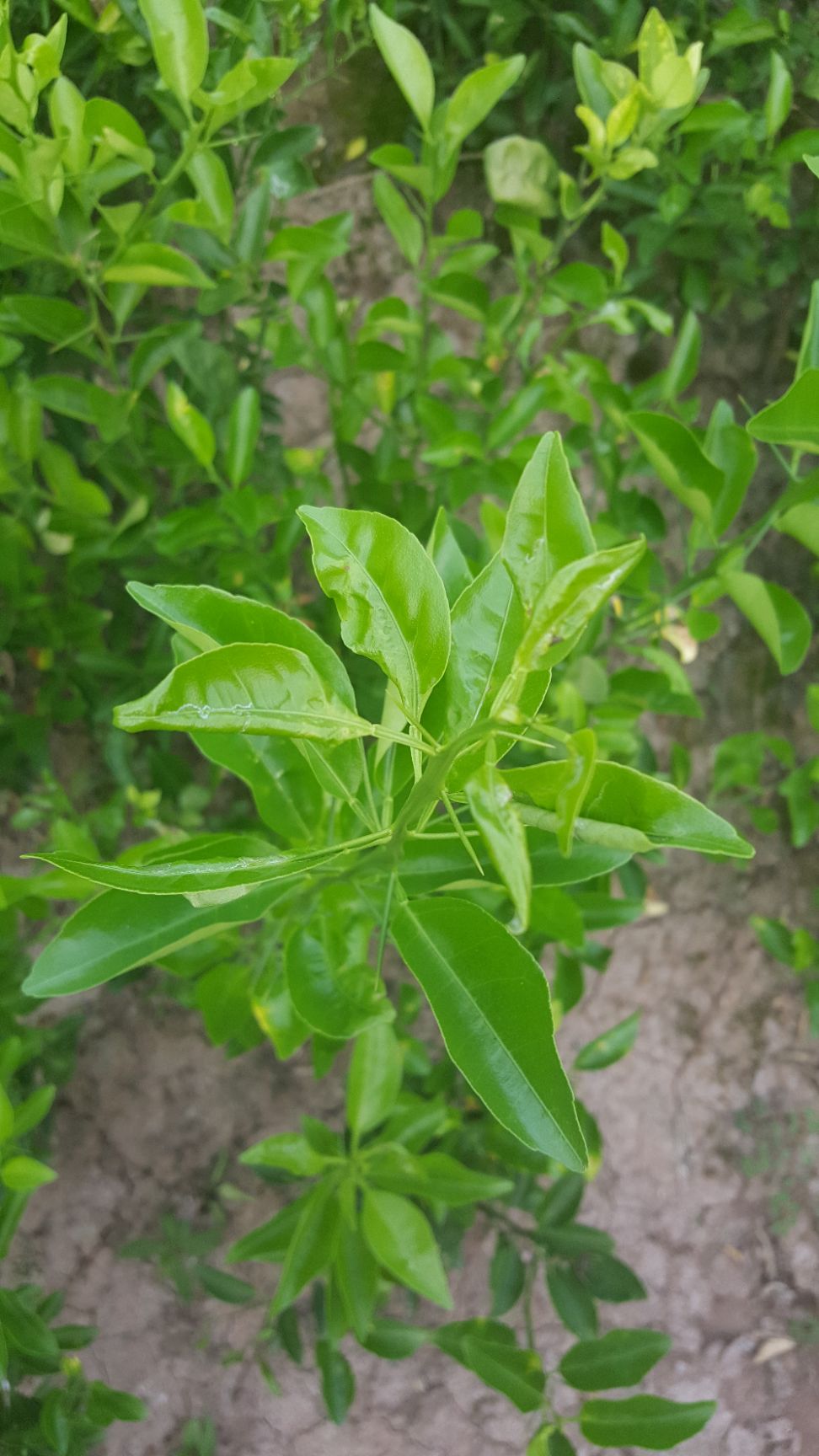 红桔苗 移栽苗 1~1.5米