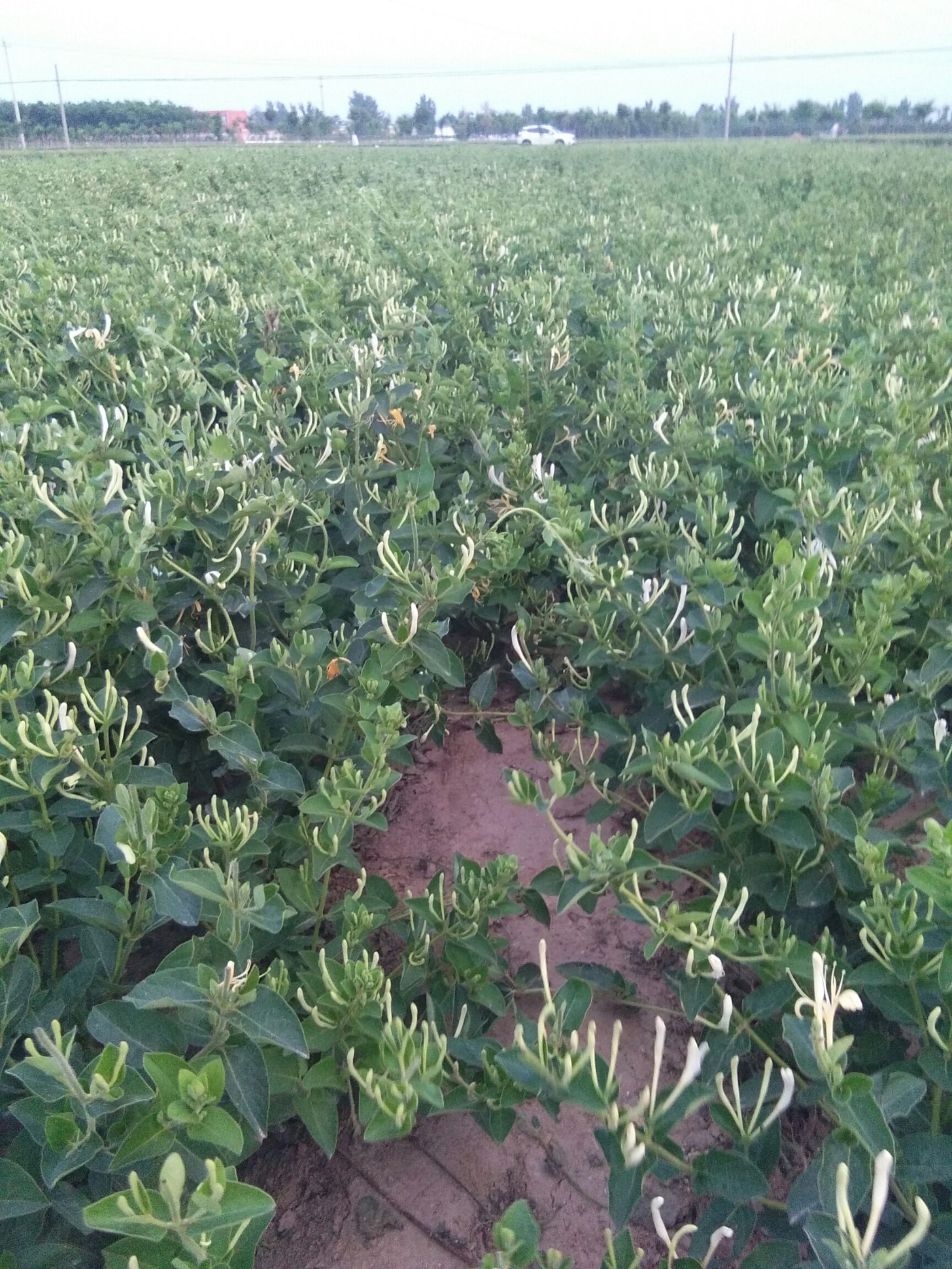 四季金银花苗 40~50公分