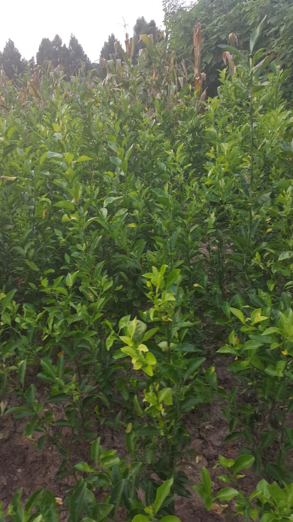 红桔苗 移栽苗 1~1.5米