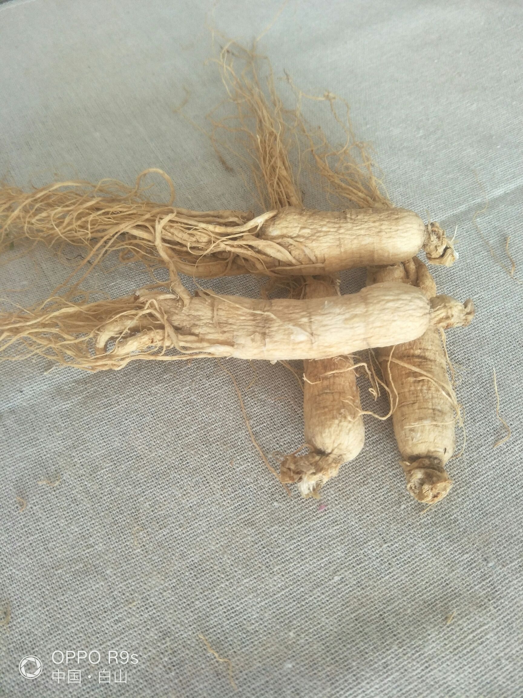 园参 全须生晒参