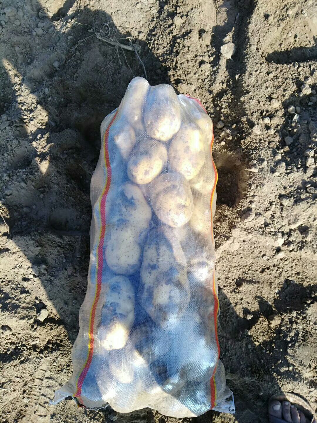 荷兰15号土豆 3两以上
