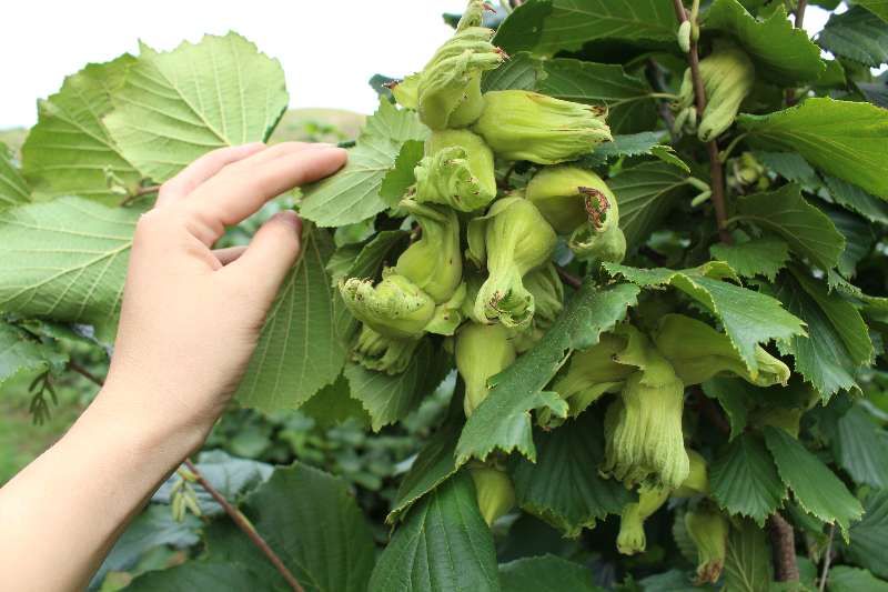 榛子 1个月 散装 