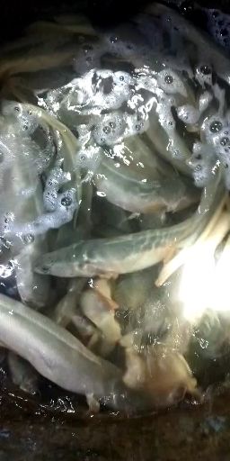 白乌鱼苗  提供养殖技术包回收