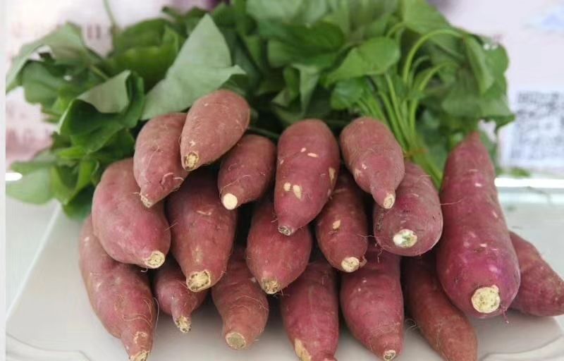 秦薯五号板栗薯 超甜无丝