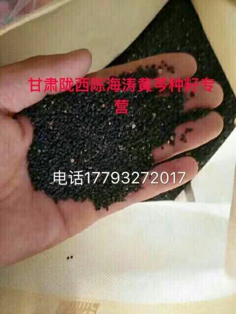 陇西县黄芩种子
