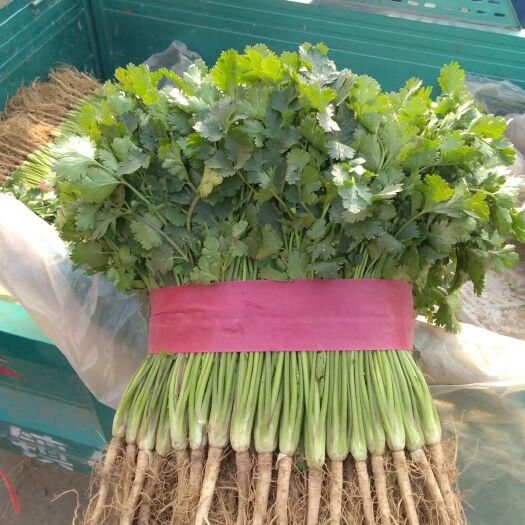 莘县香菜种子