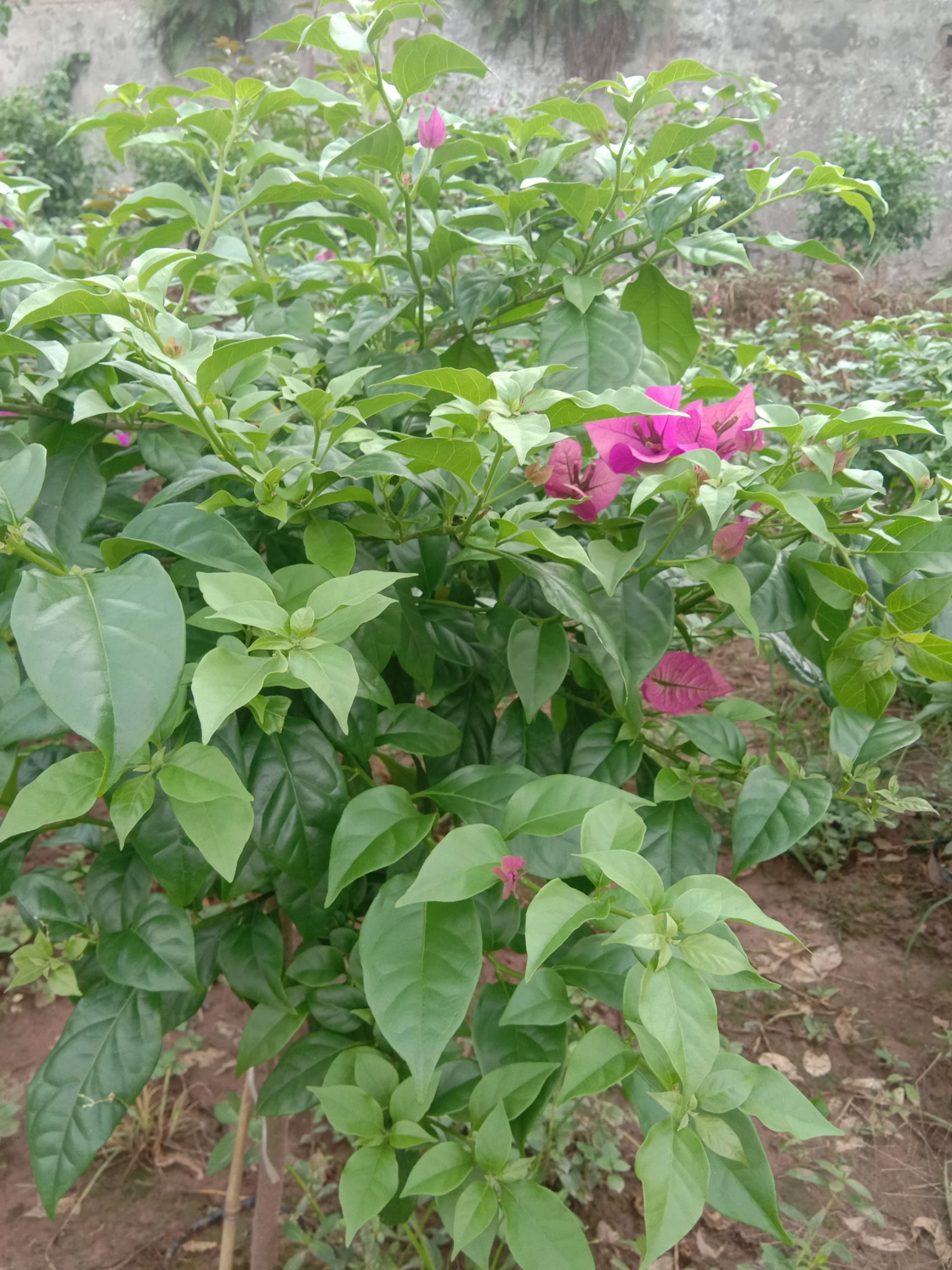 大红三角梅 1.0~1.5米