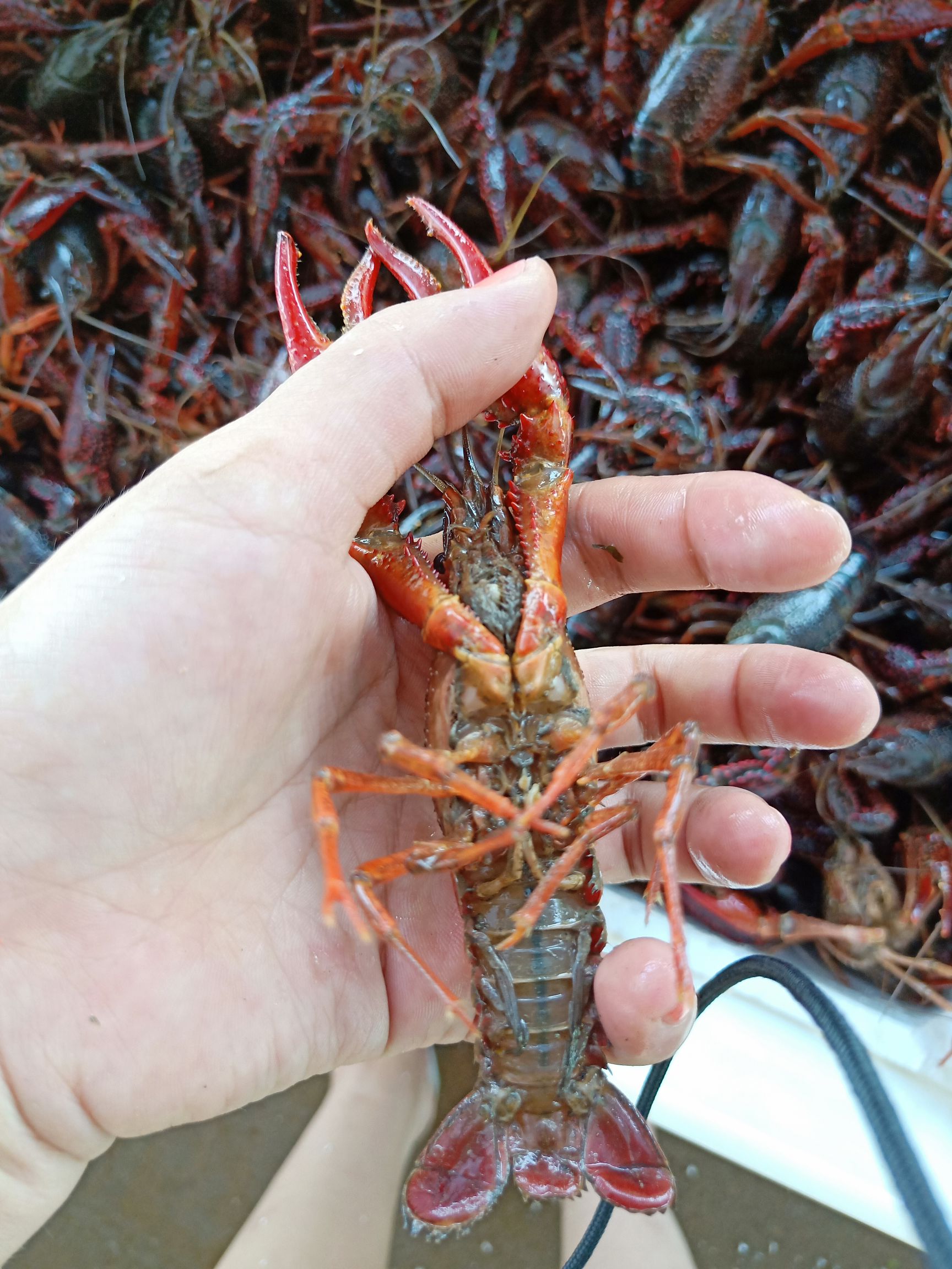 仙桃小龙虾  4-6钱 人工养殖 红虾