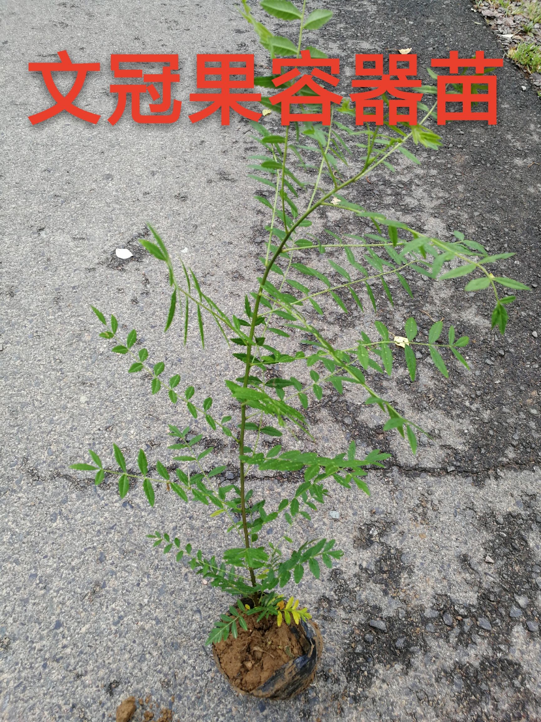 文冠果树苗 文冠果容器苗