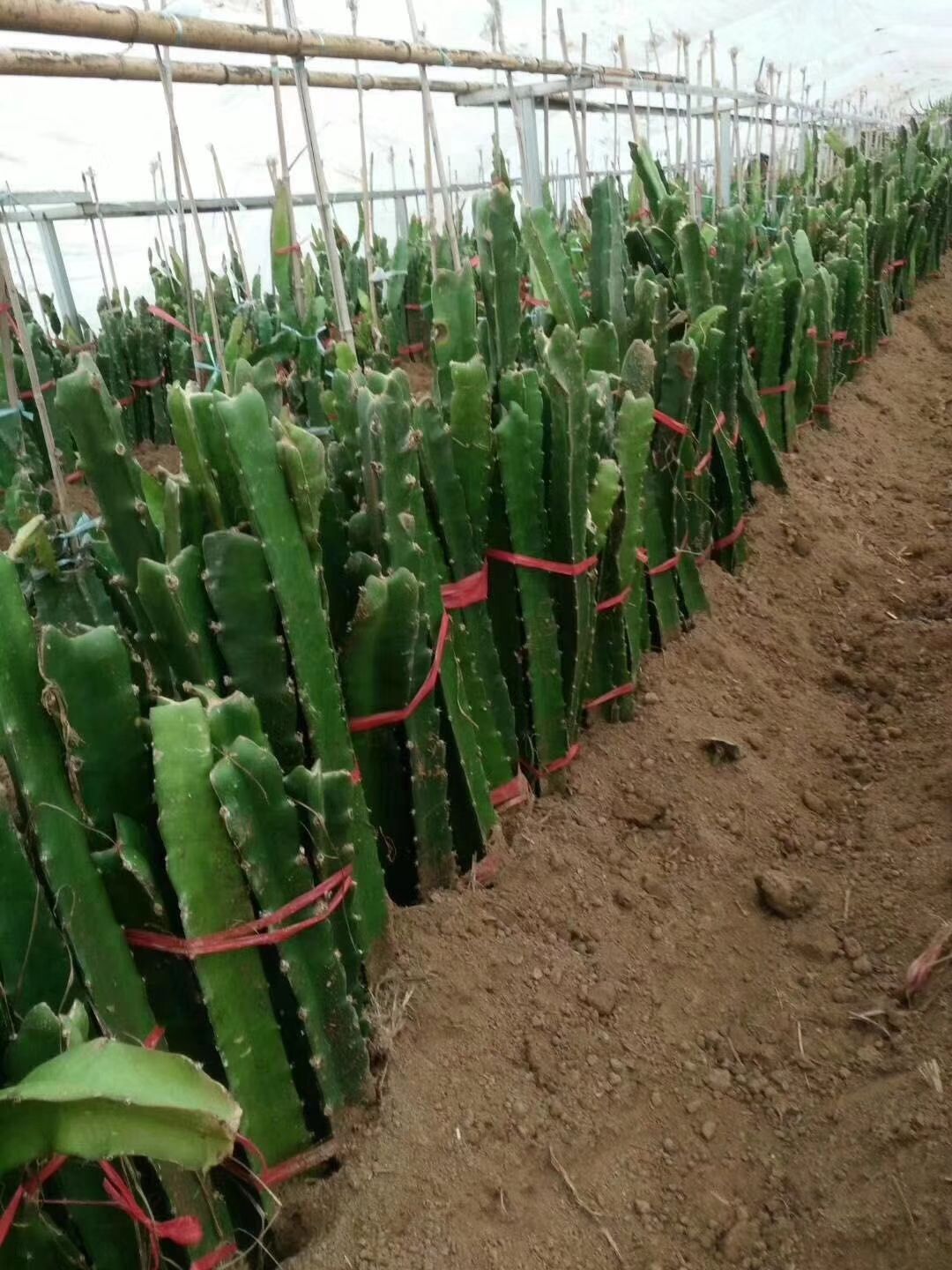 金都一号-红心火