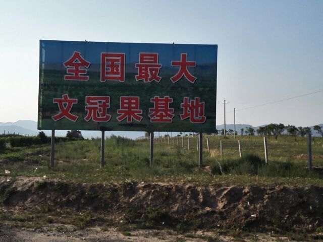 文冠果树苗 文冠果苗