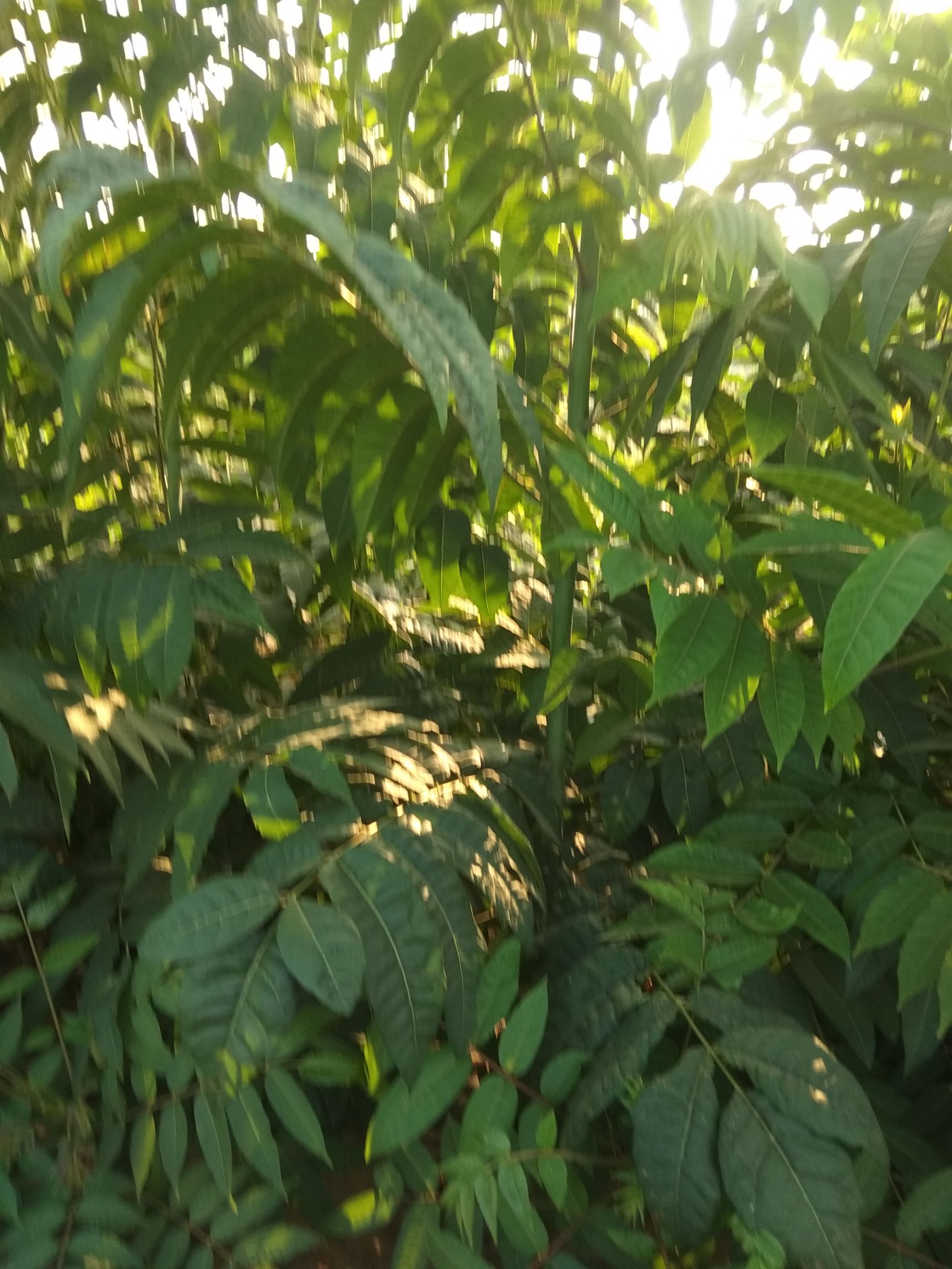 泰山香椿苗 2公分以下 