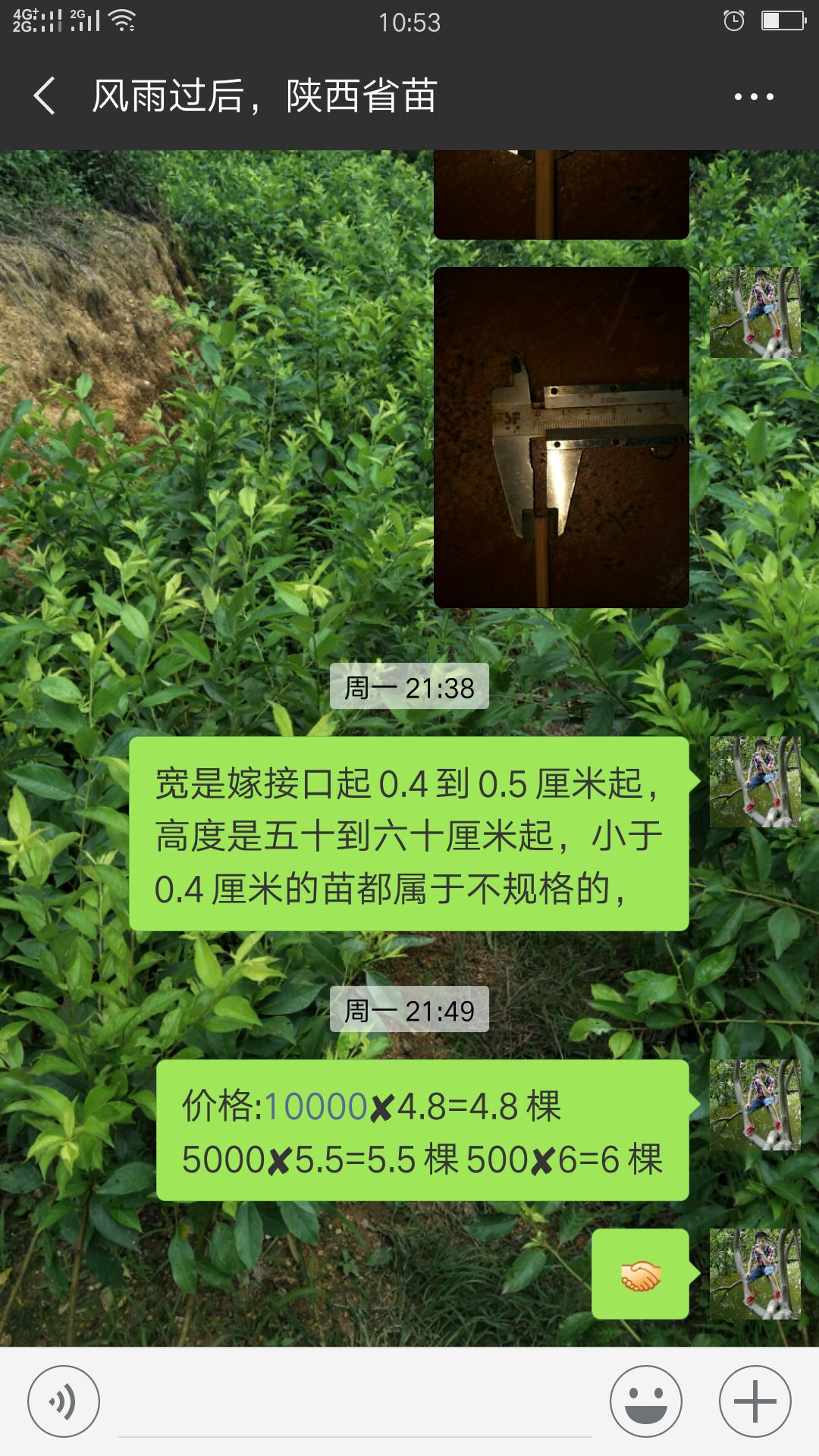 银妃三华李树苗 